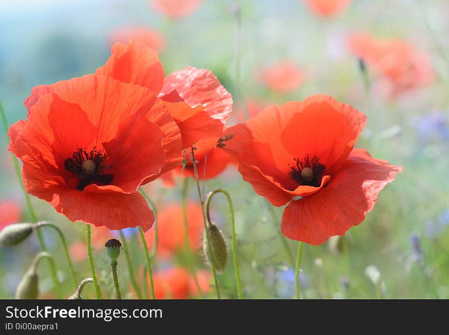 Flower, Wildflower, Poppy, Coquelicot