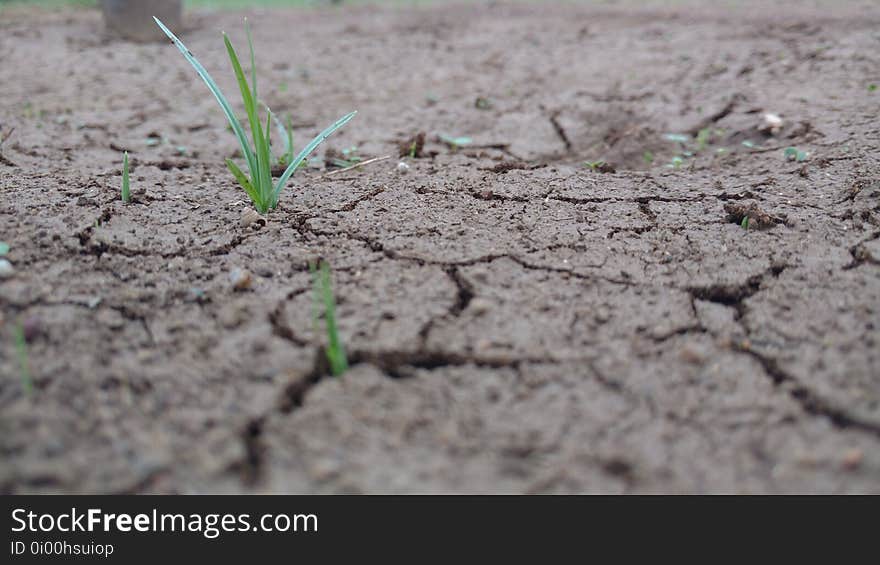 Soil, Drought, Grass, Plant