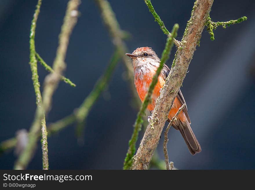 Bird, Beak, Fauna, Wildlife