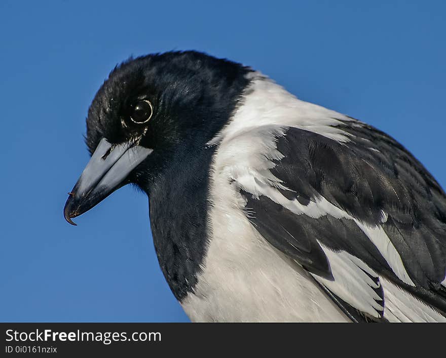 Bird, Beak, Fauna, Close Up