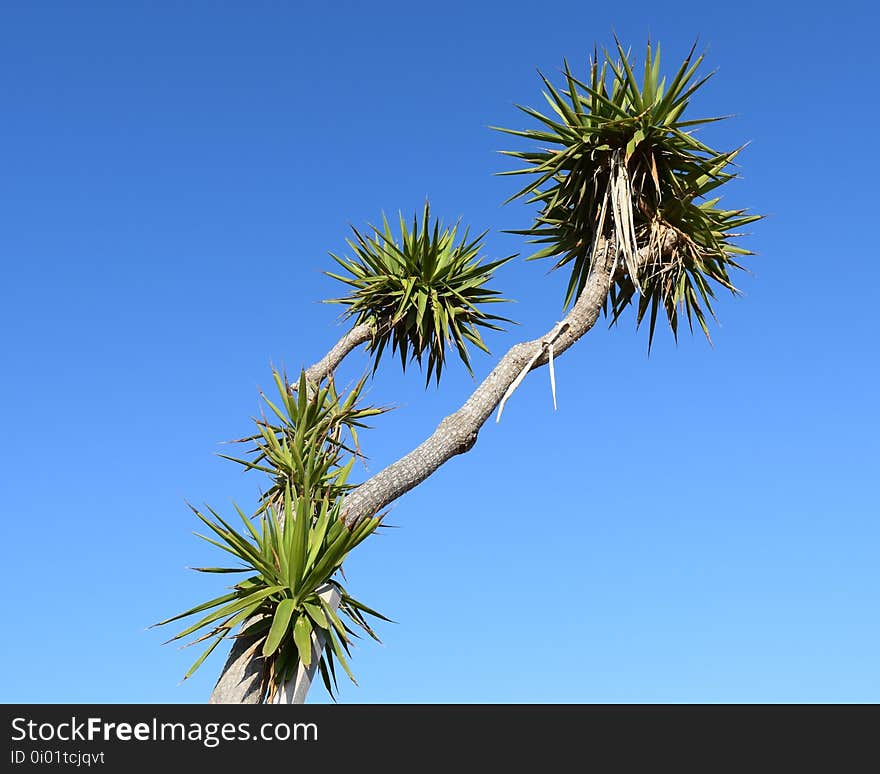 Sky, Borassus Flabellifer, Tree, Vegetation