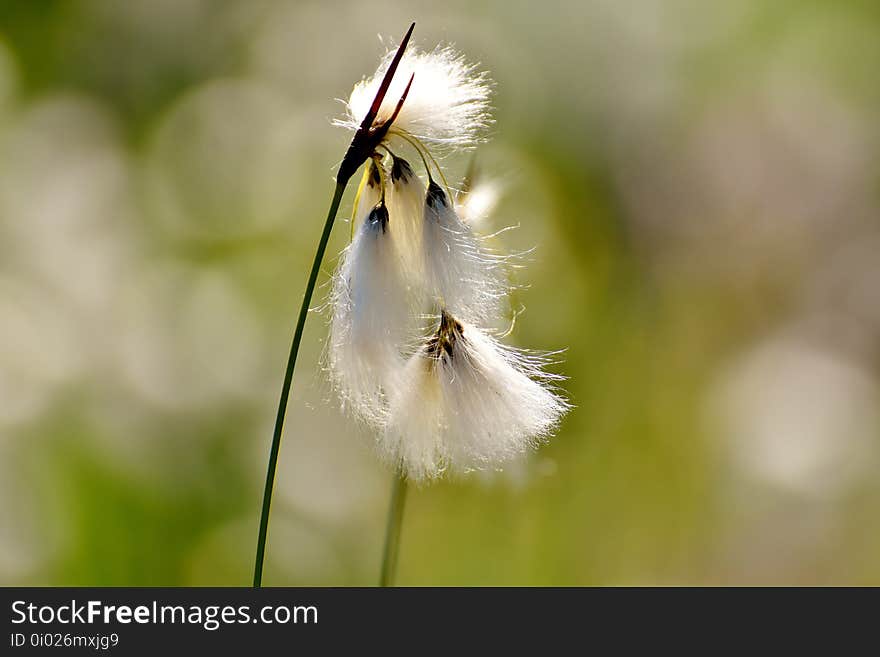 Flora, Flower, Close Up, Wildlife