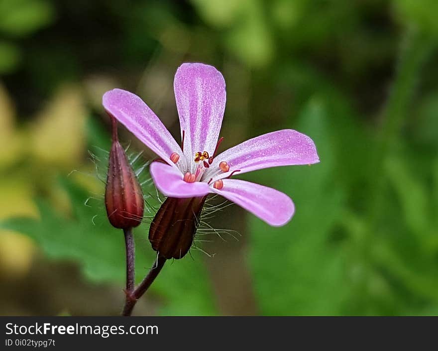 Flower, Flora, Plant, Wildflower