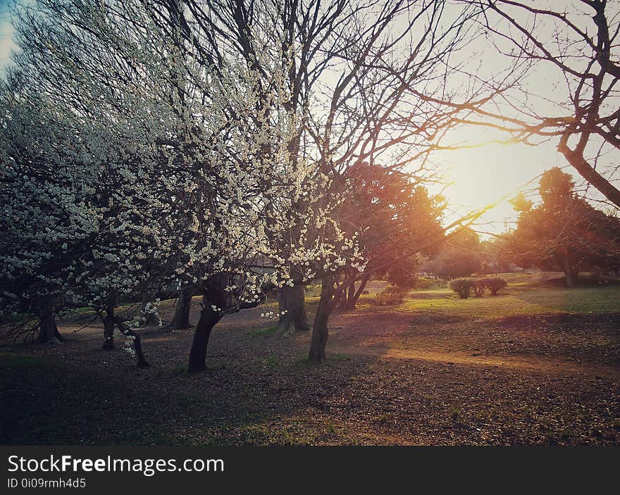 Atmosphere, Plant, Sky, Natural landscape, People in nature, Twig