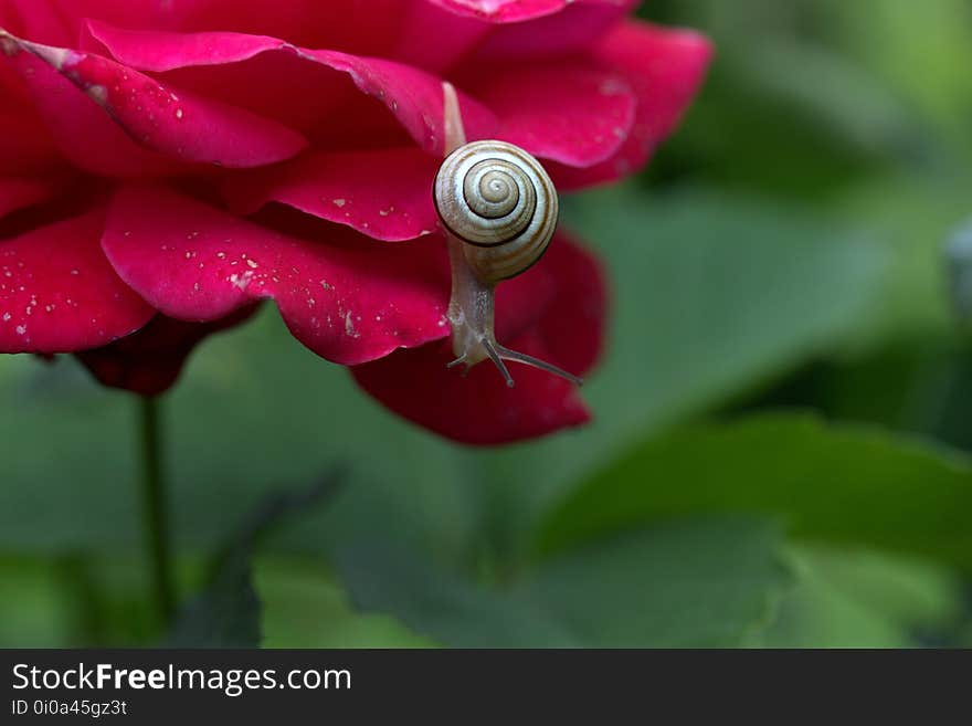 Flower, Flora, Close Up, Dew