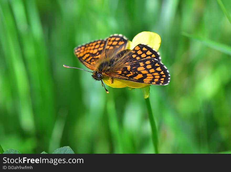 Araignées, insectes et fleurs de la forêt de Moulière &#x28;Le Gâchet de Villiers - La Vallée des Trembles&#x29;