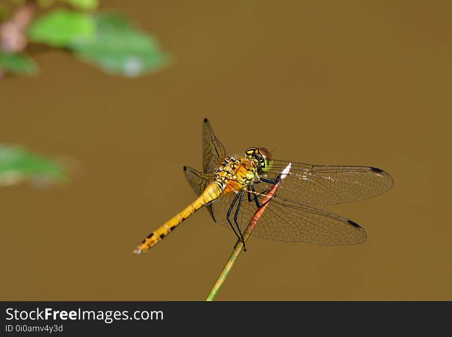 Araignées, insectes et fleurs de la forêt de Moulière &#x28;Croix Généraux - Saint Rom&#x29;