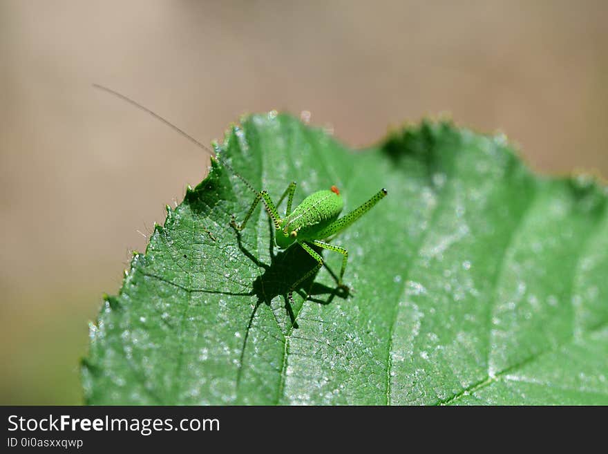 Araignées, insectes et fleurs de la forêt de Moulière &#x28;Le Plan des Aises - La Fosse au Loup - Le Puits de la Brousse&#x29;