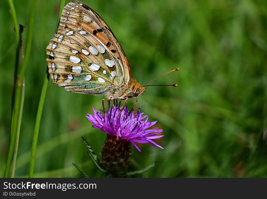 Araignées, insectes et fleurs de la forêt de Moulière &#x28;Les Closures - Le Marchais aux Canes&#x29;