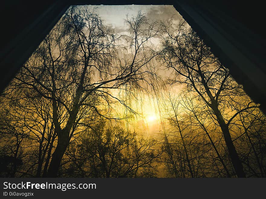 Nature, Sky, Tree, Woody Plant