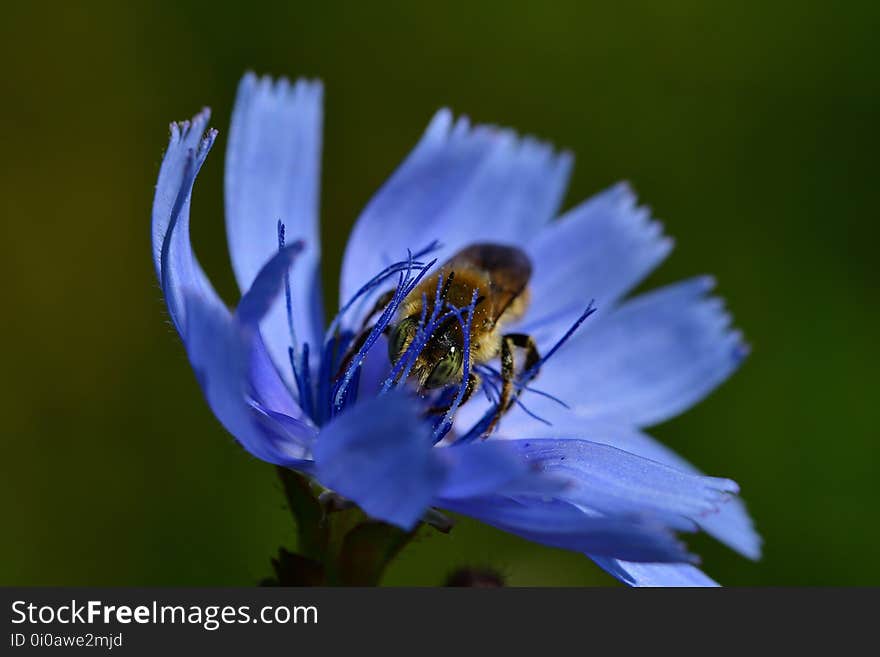 Araignées, insectes et fleurs de la forêt de Moulière &#x28;Les Chirons Noirs&#x29;