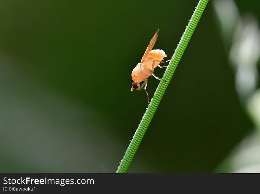 Araignées, insectes et fleurs de la forêt de Moulière &#x28;Le Gâchet de Villiers - La Vallée des Trembles&#x29;