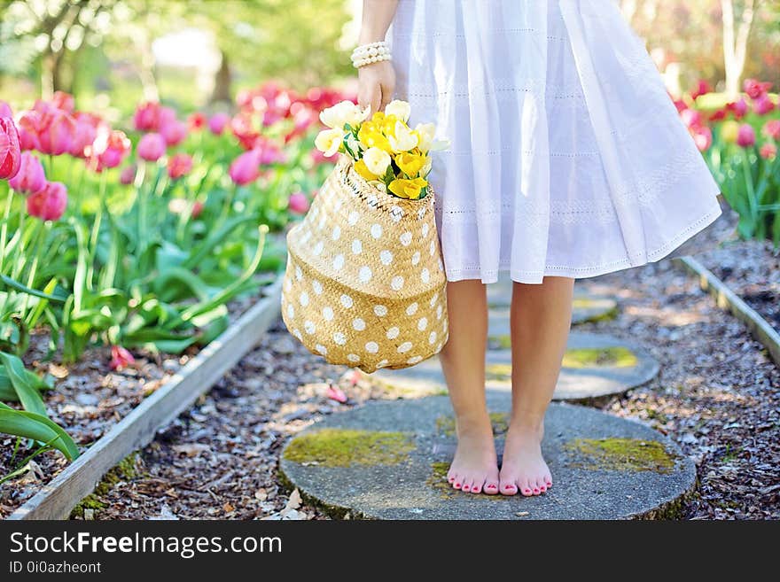 Yellow, Pink, Flower, Spring