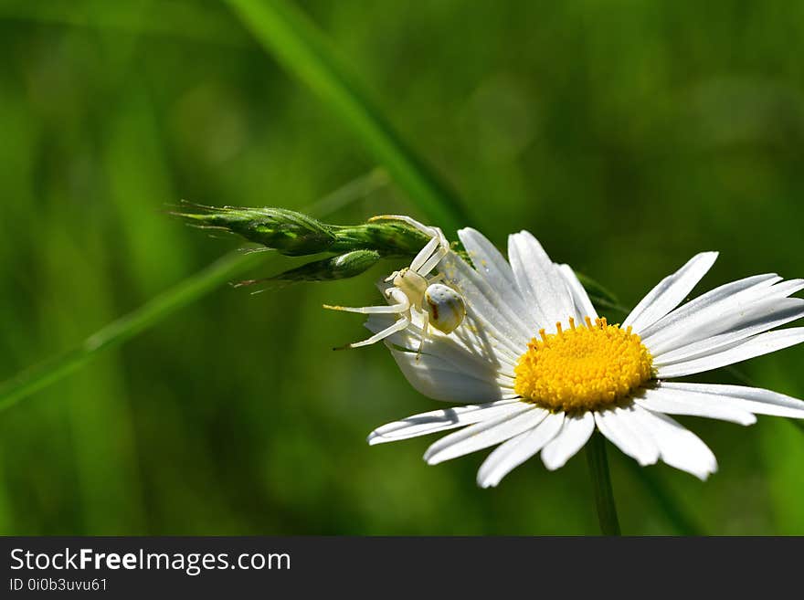 Araignées, insectes et fleurs de la forêt de Moulière &#x28;Les Closures - La Grosse Boussée - La Fontaine Salée&#x29;