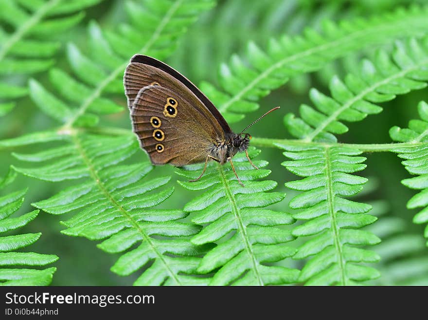 Araignées, insectes et fleurs de la forêt de Moulière &#x28;Les Agobis&#x29;