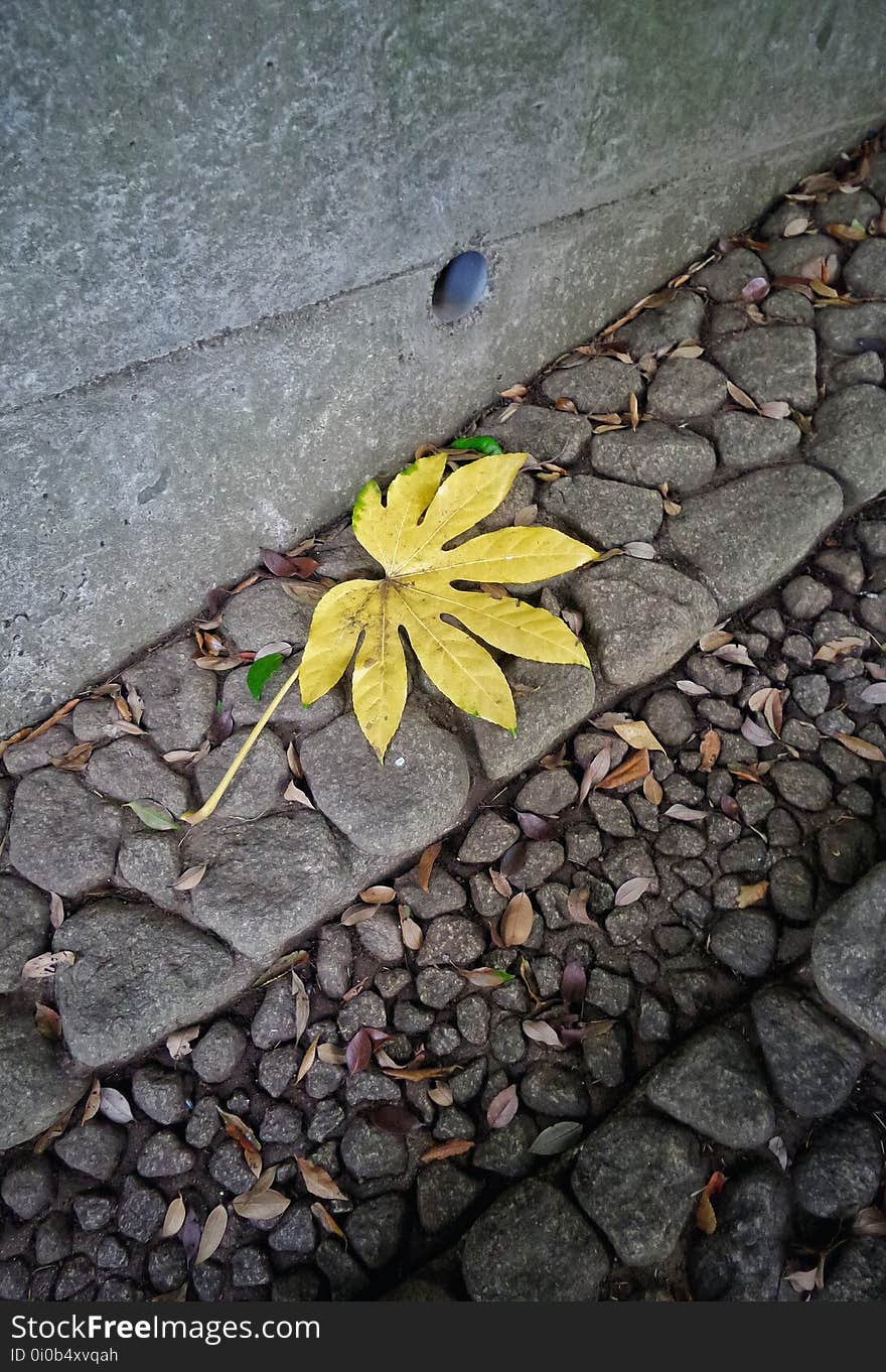 Plant, Road surface, Asphalt, Flower, Grey, Tar