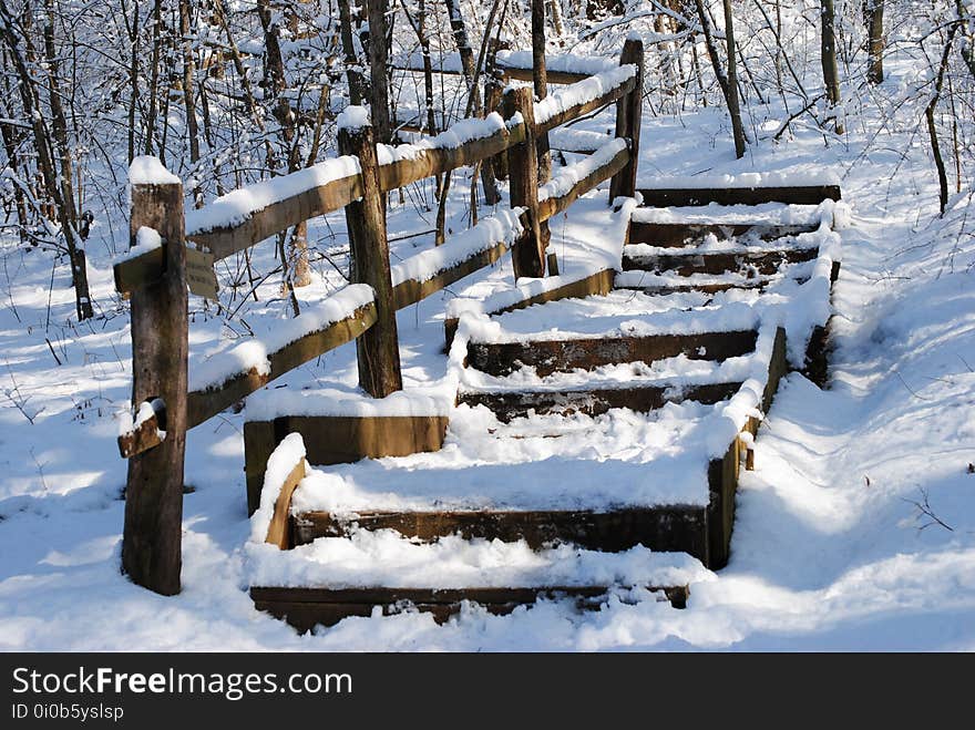 Snow, Winter, Freezing, Tree