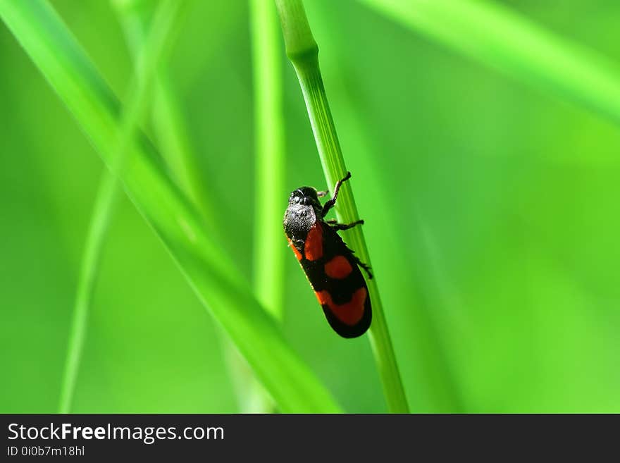 Araignées, insectes et fleurs de la forêt de Moulière &#x28;Le Gâchet de Villiers - La Vallée des Trembles&#x29;