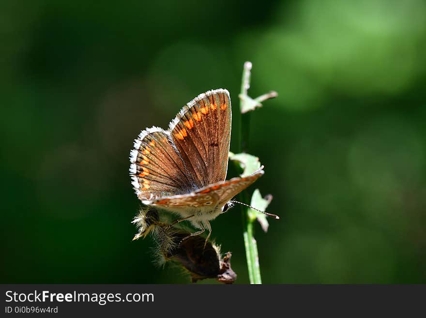 Araignées, insectes et fleurs de la forêt de Moulière &#x28;Les Agobis&#x29;