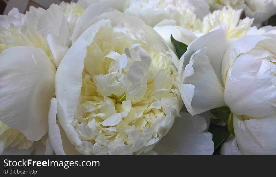 Flower, White, Flowering Plant, Plant