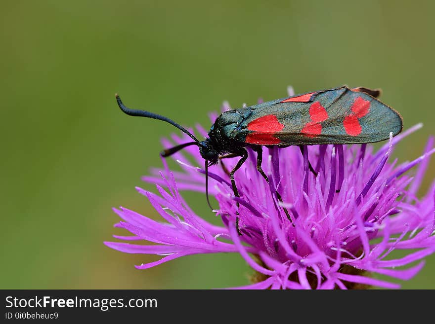 Araignées, insectes et fleurs de la forêt de Moulière &#x28;Le Pinail - Ansozour - La Gassotte&#x29;