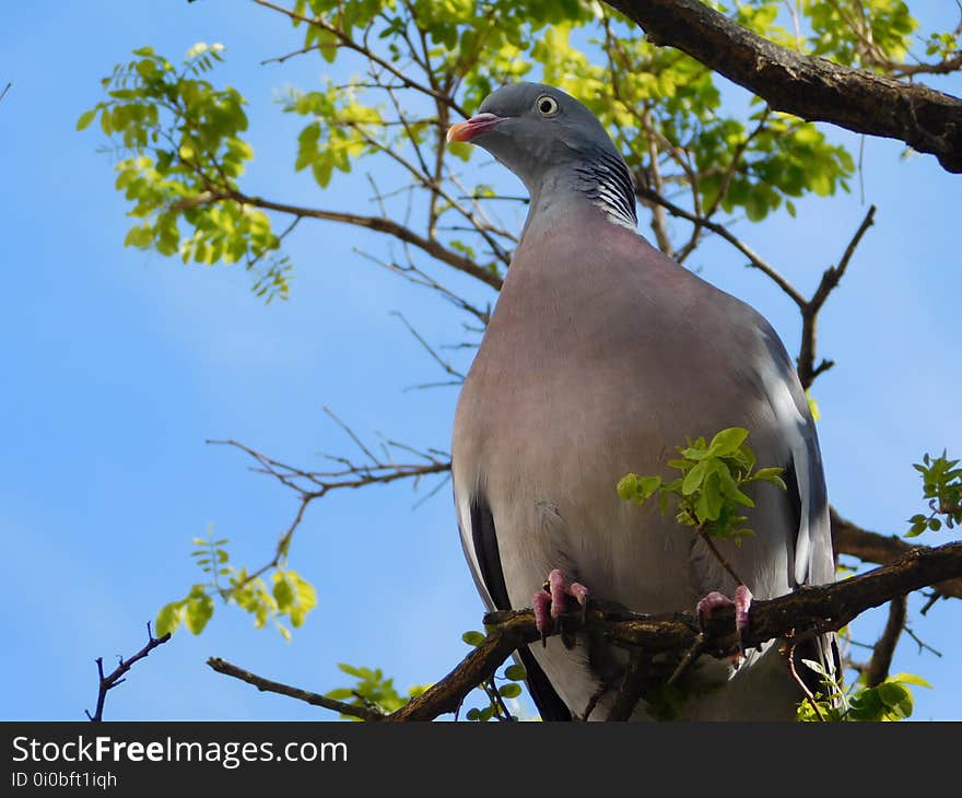 Bird, Branch, Fauna, Beak