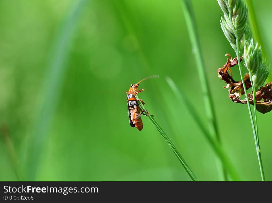 Araignées, insectes et fleurs de la forêt de Moulière &#x28;Le Gâchet de Villiers - La Vallée des Trembles&#x29;