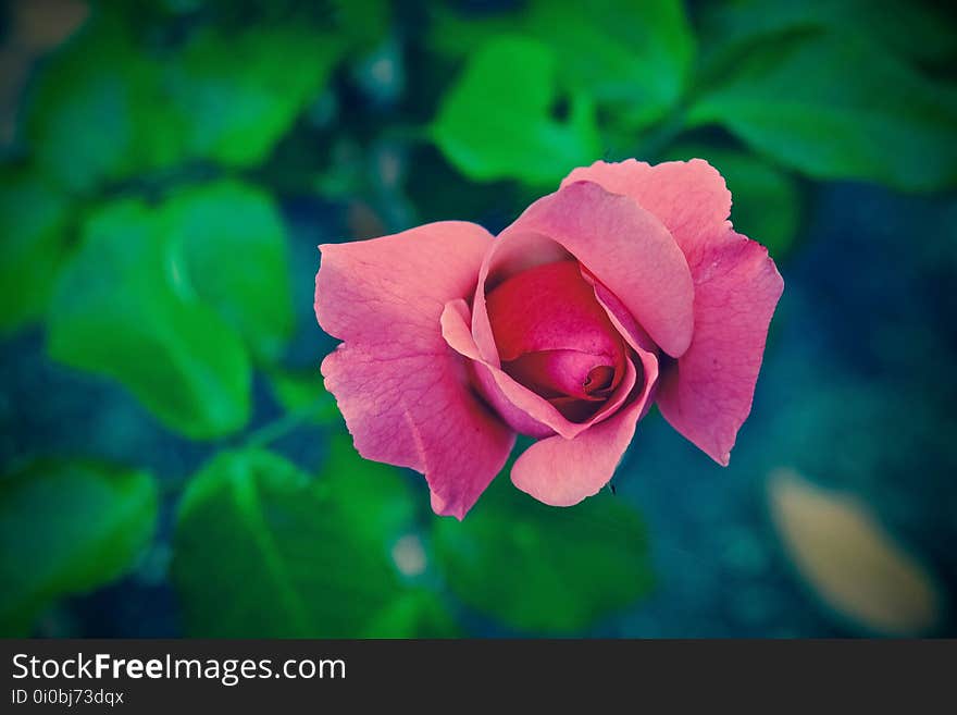 Flower, Rose Family, Rose, Pink