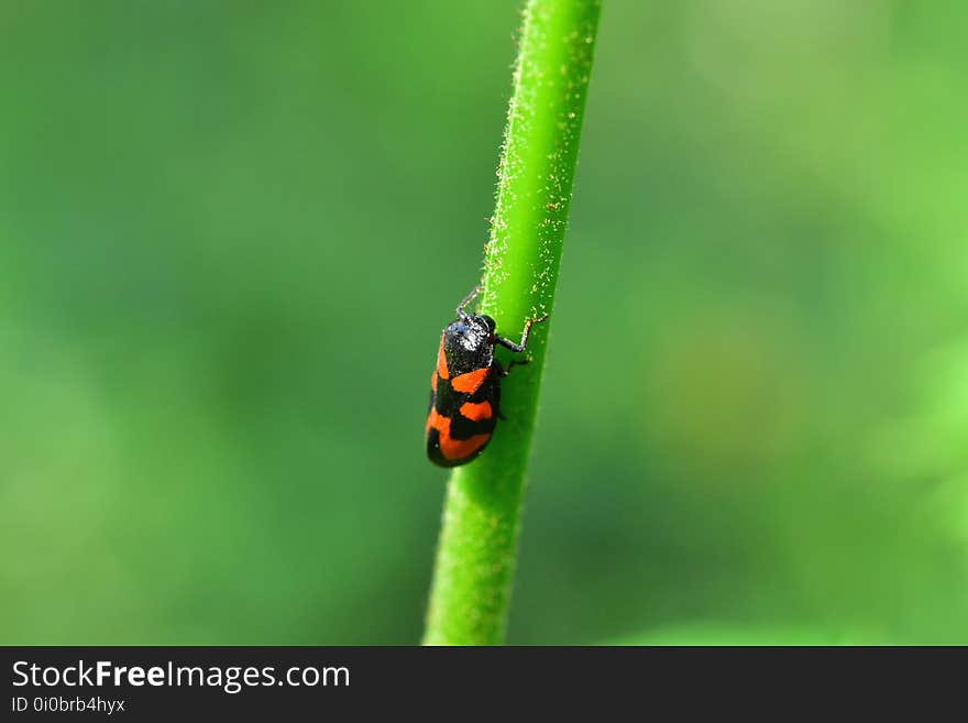 Araignées, insectes et fleurs de la forêt de Moulière &#x28;Les Closures - La Grosse Boussée - La Fontaine Salée&#x29;