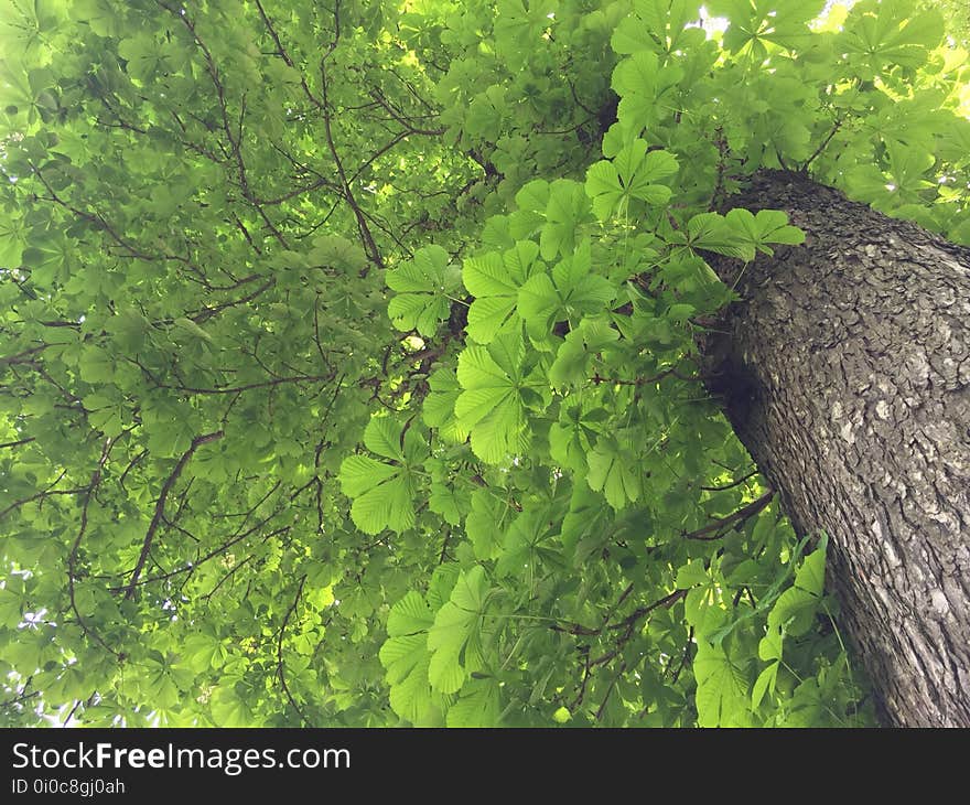 Vegetation, Tree, Ecosystem, Nature Reserve