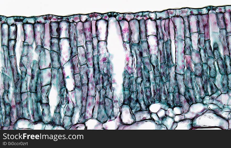 cross section: Nymphea leaf common name: Waterlily magnification: 400x Both the upper &#x28;adaxial&#x29; and lower &#x28;abaxial&#x29; epidermis are uniseriate and contain chloroplasts. The air exposed adaxial epidermis is well cutinized and contain numerous stomata that open into large substomatal air chambers. The submerged abaxial epidermis has a very thin cuticle and lacks stomata. Dark staining slime glands are present on the abaxial surface. Deep to the upper epidermis are several layers of tightly packed palisade mesophyll, the chief photosynthetic tissue of the leaf. Most of the leaf interior is occupied by a deeper zone of spongy mesophyll with large air spaces. Large red staining branched astroscleroids are abundant throughout the mesophyll. cross section: Nymphea leaf common name: Waterlily magnification: 400x Both the upper &#x28;adaxial&#x29; and lower &#x28;abaxial&#x29; epidermis are uniseriate and contain chloroplasts. The air exposed adaxial epidermis is well cutinized and contain numerous stomata that open into large substomatal air chambers. The submerged abaxial epidermis has a very thin cuticle and lacks stomata. Dark staining slime glands are present on the abaxial surface. Deep to the upper epidermis are several layers of tightly packed palisade mesophyll, the chief photosynthetic tissue of the leaf. Most of the leaf interior is occupied by a deeper zone of spongy mesophyll with large air spaces. Large red staining branched astroscleroids are abundant throughout the mesophyll.