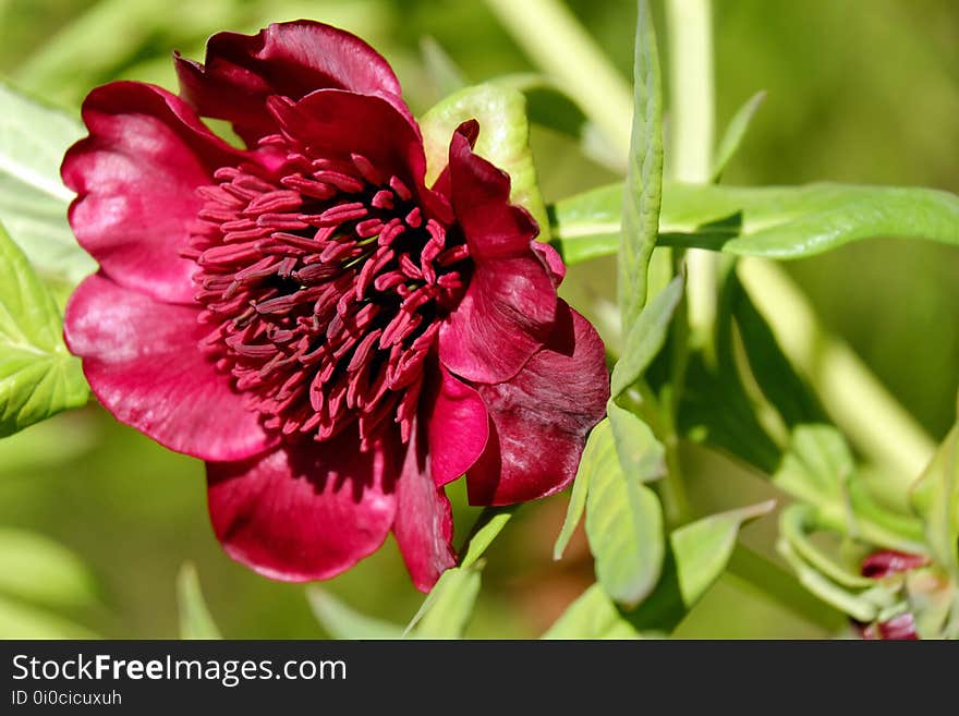 Flower, Plant, Flora, Flowering Plant