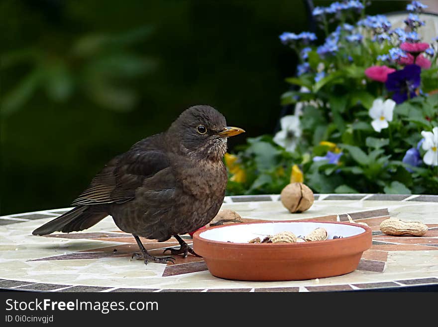 Bird, Fauna, Beak, Blackbird