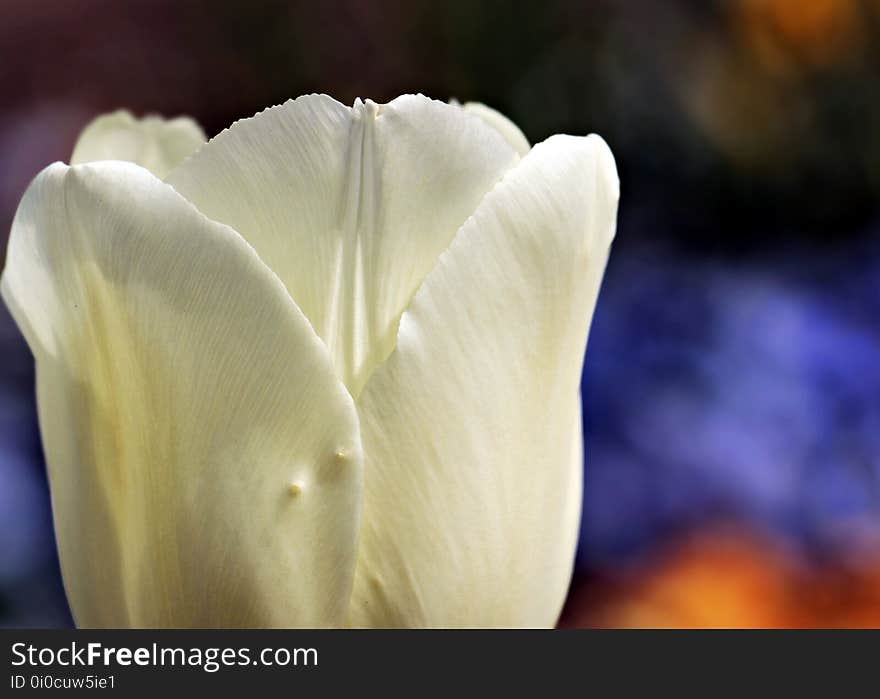 Flower, White, Petal, Close Up