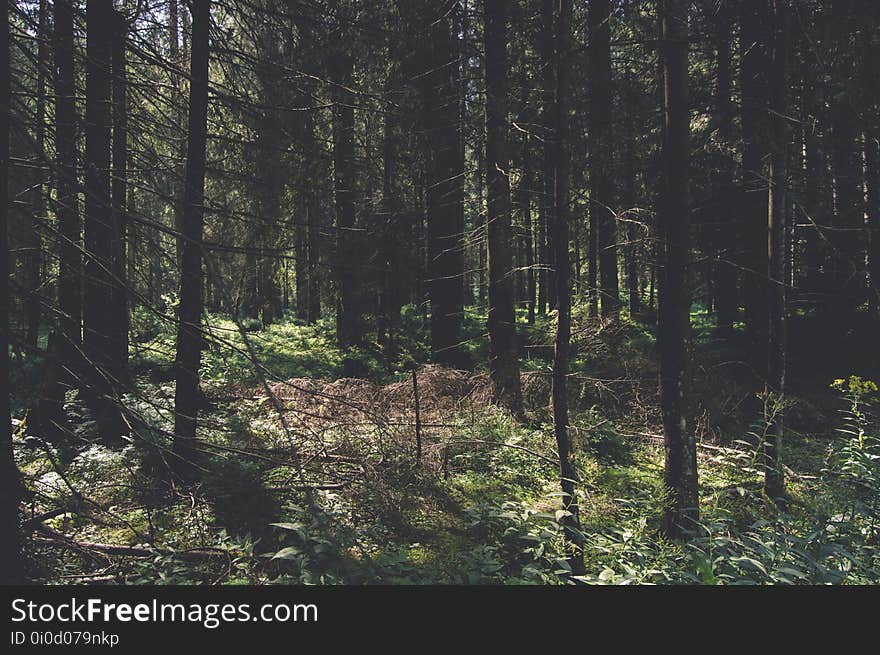 Forest, Ecosystem, Spruce Fir Forest, Nature