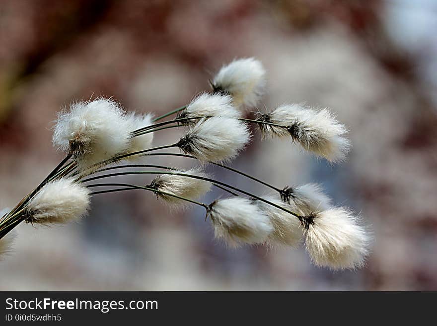 Feather, Flora, Close Up, Branch