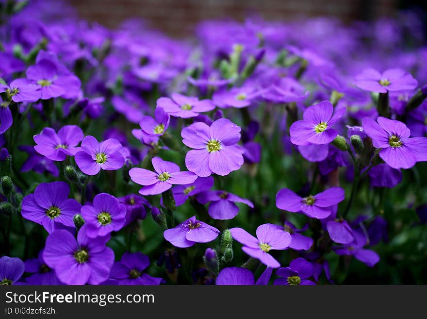 Flower, Blue, Plant, Flora