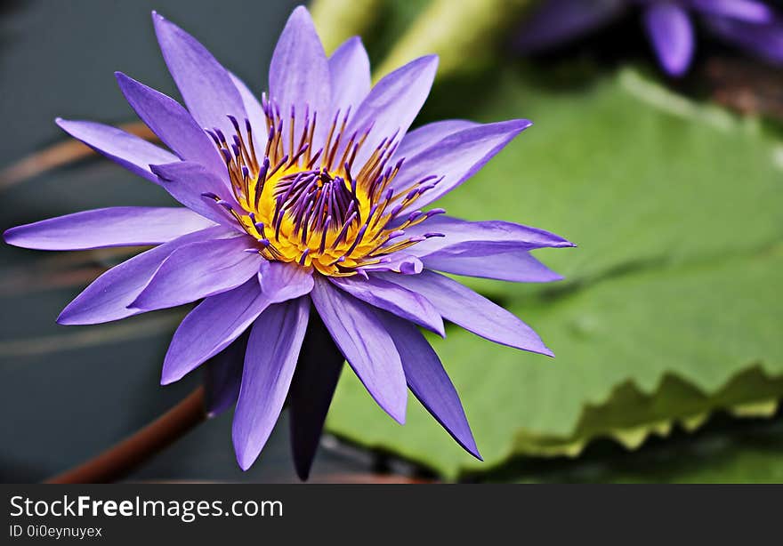 Flower, Flora, Plant, Purple