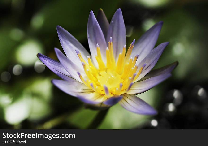 Flower, Flora, Yellow, Plant