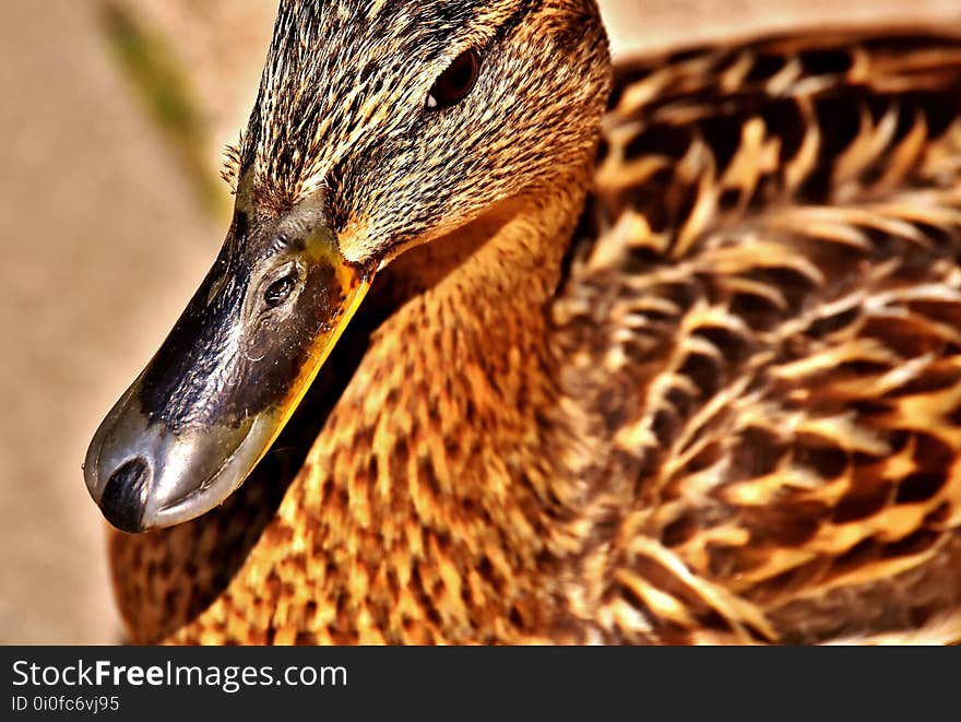 Duck, Beak, Bird, Ducks Geese And Swans