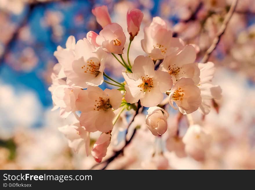 Blossom, Flower, Pink, Spring