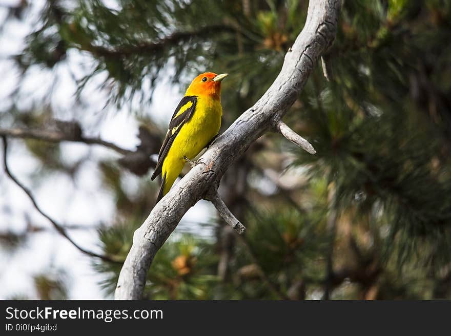 Bird, Fauna, Beak, Tree