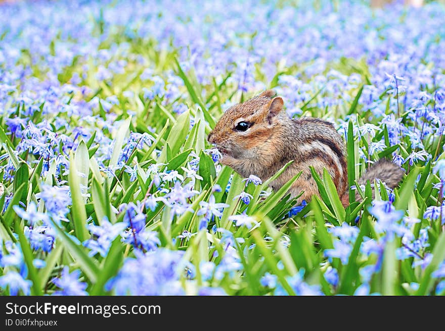 Mammal, Fauna, Wildlife, Grass