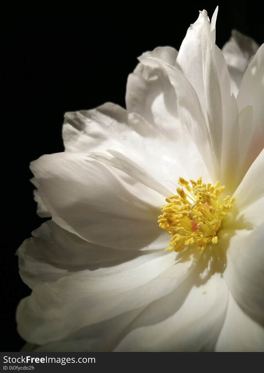 Flower, White, Yellow, Flora