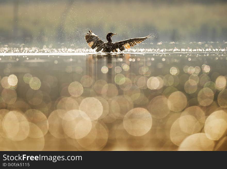 Fauna, Water, Morning, Wildlife