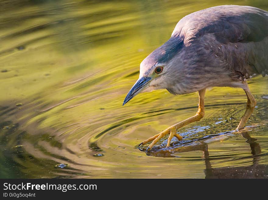 Bird, Water, Beak, Fauna