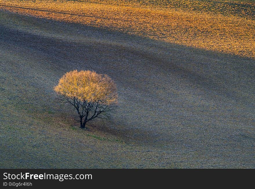 Ecosystem, Sky, Morning, Ecoregion