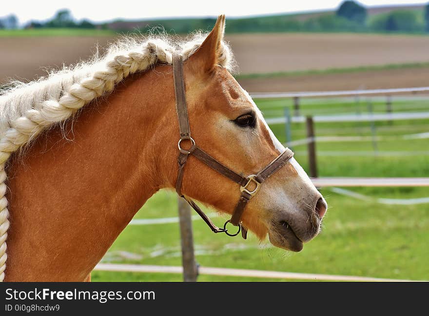 Horse, Halter, Bridle, Horse Tack