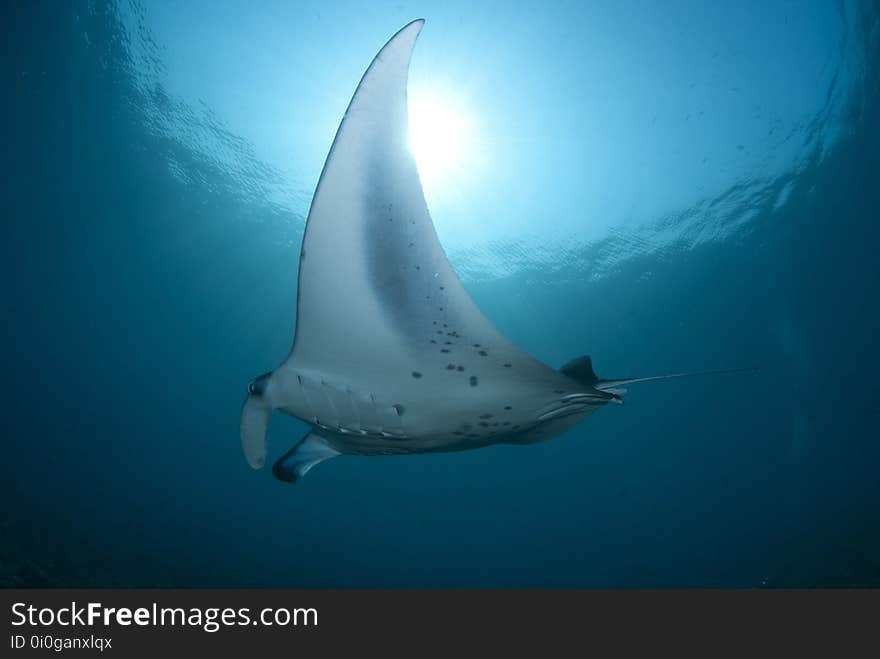 Fish, Rays And Skates, Stingray, Marine Biology