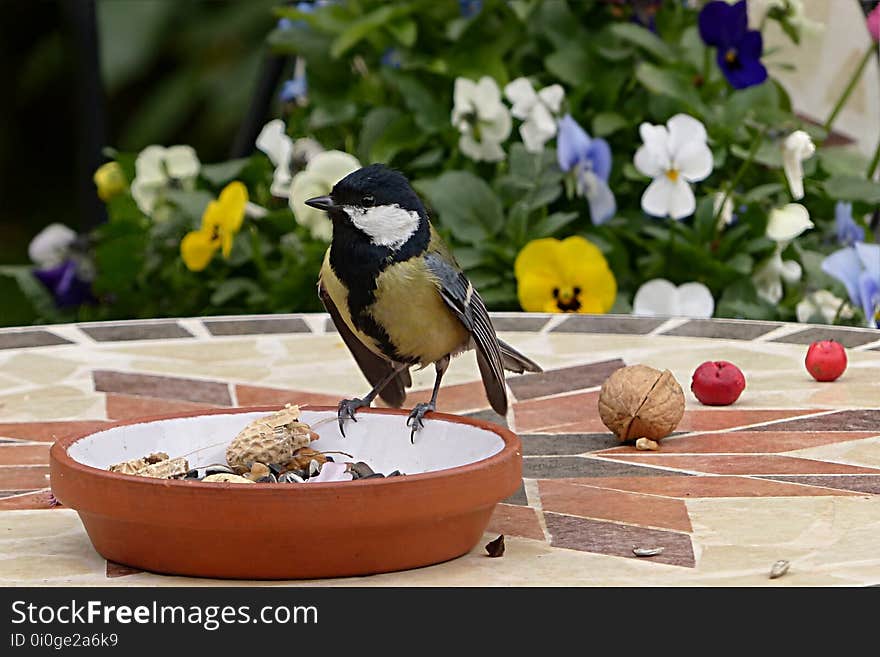 Bird, Fauna, Beak, Bird Food